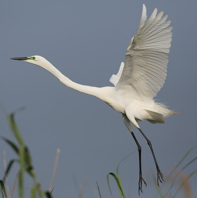Great Egret showing breeding colours